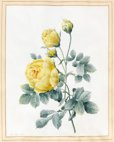 Rose gialle, 1827 da Louise DOrleans